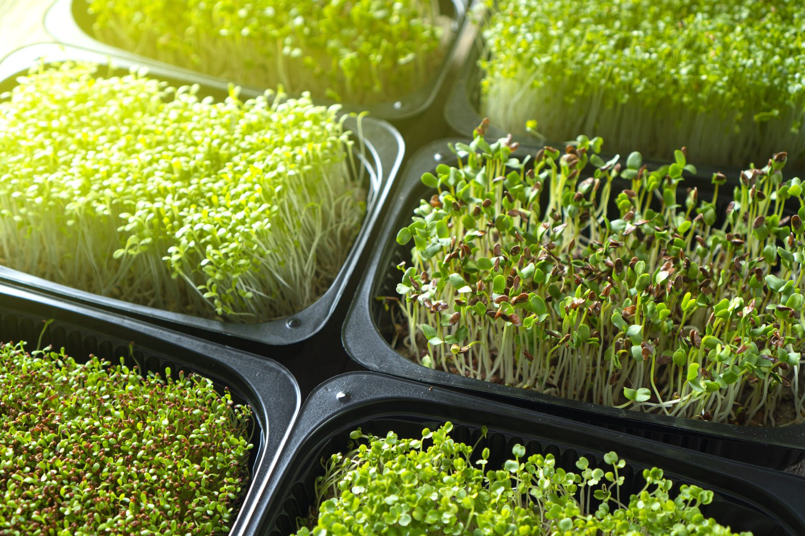 Microgreen-scaled-1785146784